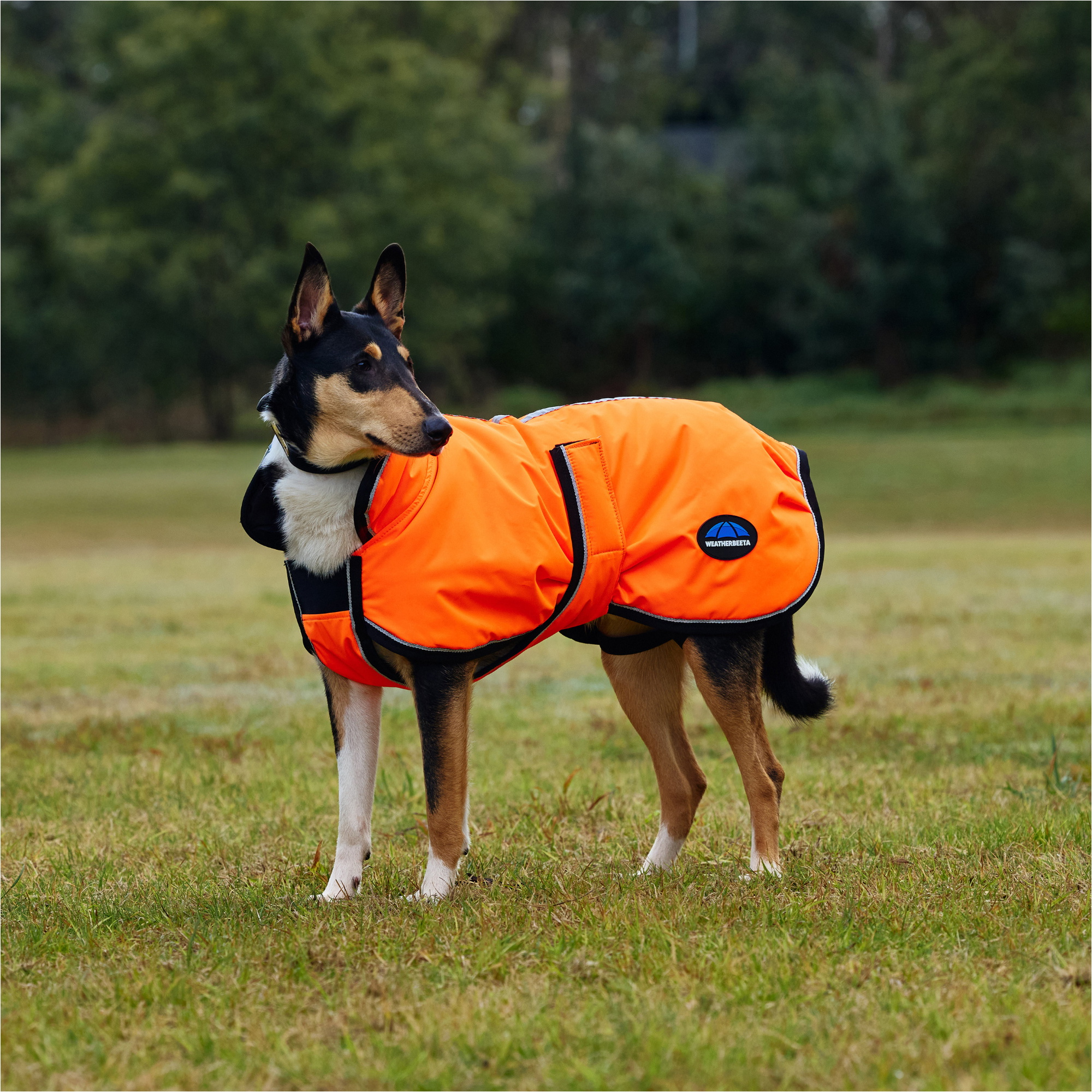 2025 Weatherbeeta Comfitec Reflective 300D Deluxe Showerproof Dog Coat 1029050 - Orange